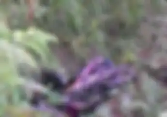 Dua Hari Hilang, Pemotor Meninggal Tertimpa Honda Supra Miliknya, Keluarga Sempat Lapor Polisi