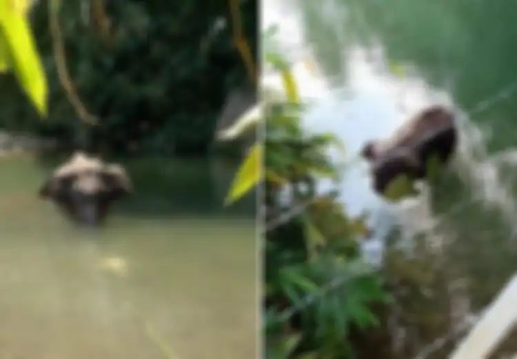 Miris, Diberi Makan Nanas Berisi Mercon, Seekor Gajah Hamil Ini Ditemukan Mati Berdiri Gegara Kelaparan di Tengah Sungai 