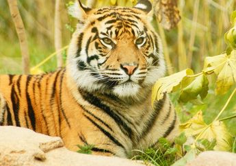 Kunci Jawaban Kelas 5 SD Tema 1, Contoh Fauna Asiatis di Indonesia Bagian Barat dan Ciri-cirinya