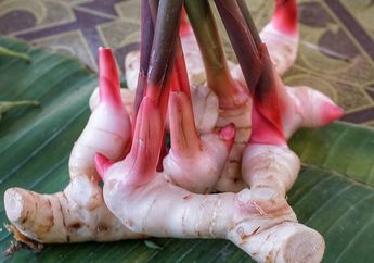 Jadi &lsquo;Perangkap&rsquo; dalam Masakan Rendang, Ternyata Ada Banyak Manfaat Lengkuas yang Jarang Diketahui, Salah Satunya Jadi Obat Kuat