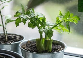 Nyesel Baru Tahu Sekarang! Ternyata Seledri Miliki Sederet Manfaat untuk Kesehatan Tubuh, Salah Satu di Antaranya Bisa Bikin Kulit Glowing