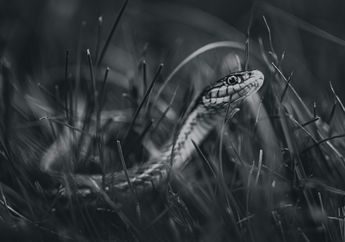 Arti Mimpi tentang Ular Hitam Menyiratkan Suatu Gangguan yang Tidak Menguntungkan dalam Hidup, Kamu Wajib Hati-hati!