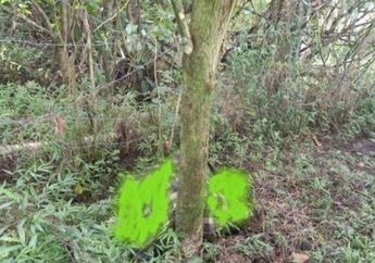 Heboh Mayat Wanita Berbalut Sarung di Bawah Jembatan Tol Semarang, Ternyata Warga Yogyakarta yang Dicari Keluarga Karena Hilang