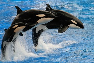 Dunia Hewan: Fakta Seputar Orca yang Mengejutkan Para Ilmuwan