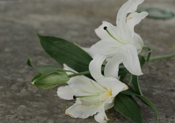 3 Arti Mimpi Bunga Lili, Menandakan Adanya Ketulusan atau Sebaliknya? Segera Cek!