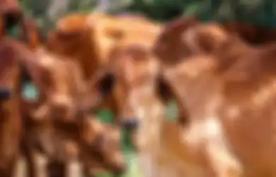 Hitung Mundur Hari Idul Adha, Simak Syarat Hewan Kurban Mulai dari Sapi Hingga Kambing