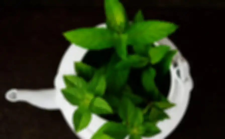 Tumbuhan peppermint