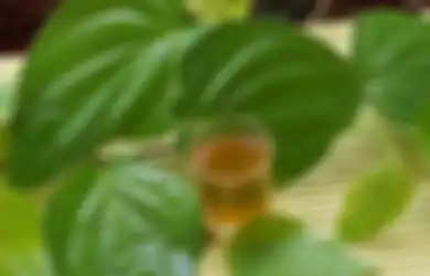 Enggak Cuma Buat Miss V, Air Rebusan Daun Sirih Punya 7 Khasiat Ini!
