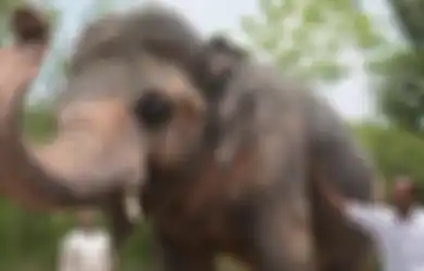 Setelah 8 Tahun, Gajah Paling Kesepian di Dunia Akhirnya Punya Teman
