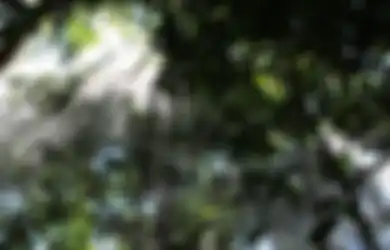Kisah TKI yang Nekat Pulang ke Indonesia Jalan Kaki Lewati Hutan Belantara Akibat Virus Corona, 1 Orang Selamat Sisanya Hilang