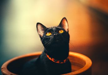 5 Arti Mimpi Kucing Hitam, Pertanda Buruk! Waspadalah Mendadak Bisa Kena Sial