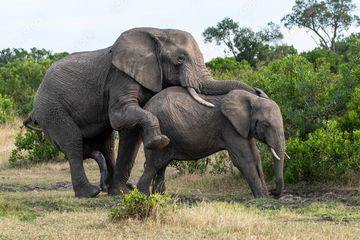 Dunia Hewan: Gajah Tidak Pernah Kawin dengan Saudara Kandungnya