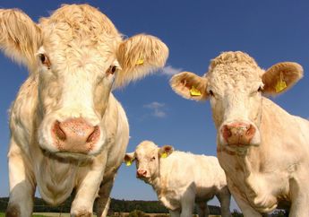 6 Hikmah dan Keutamaan Melaksanakan Kurban di Hari Raya Idul Adha bagi Umat Muslim