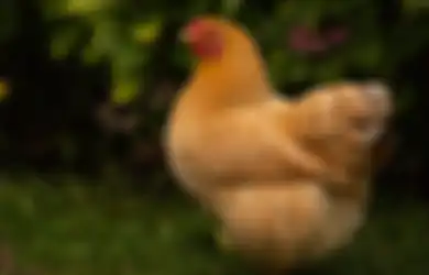 Mendadak Dengar Ayam Berkokok di Tengah Malam, Pria Ini Langsung Alami Hal Mistis, Ternyata Ini Arti Mitos Ayam Berkokok di Tengah Malam