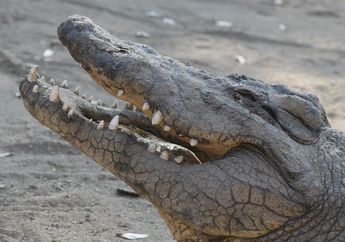 Bukannya Senang Dapat Warisan Peninggalan Orangtuanya, Warga Pekalongan ini Malah Ketakutan Setengah Mati Begitu Melihat Warisan yang Ditinggalkan Ternyata 'Predator' ini