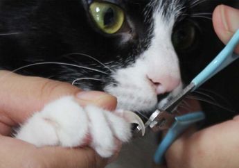 Harus Tahu! 3 Cara Ini Bisa Bikin Kucing Tetap Tenang Saat Potong Kuku