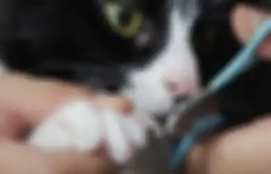 Harus Tahu! 3 Cara Ini Bisa Bikin Kucing Tetap Tenang Saat Potong Kuku