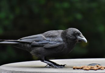 5 Arti Mimpi Memberi Makan Burung Gagak, Awas Lambangkan Peringatan, Perubahan Besar Akan Datang!