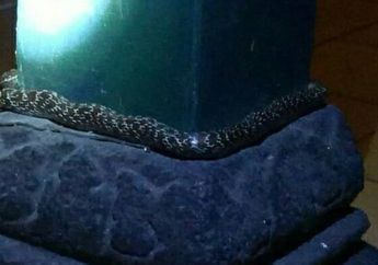 Terungkap Jenis Ular yang Melingkar di Umpak Bangsal Keraton Yogyakarta dan Tak Boleh Dibunuh, H Jatiningrat Angkat Bicara: Kebetulan Kejadian itu pada Malam Jumat Pas Peringatan Haul HB IX