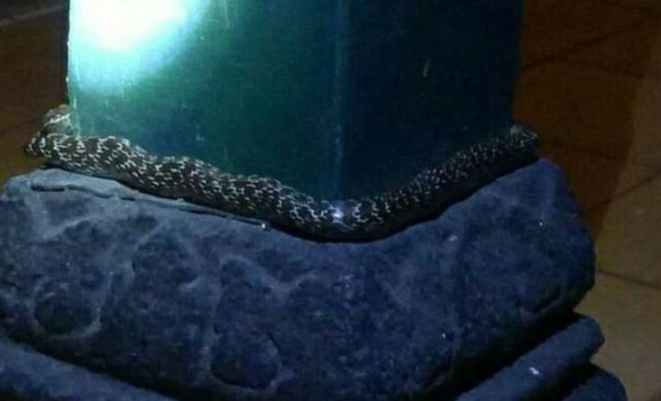 Video kokrak bilan jinsiy aloqa