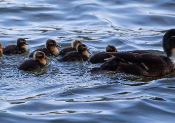 Alasan Sains Anak-Anak Bebek Berenang Berbaris di Belakang Induknya