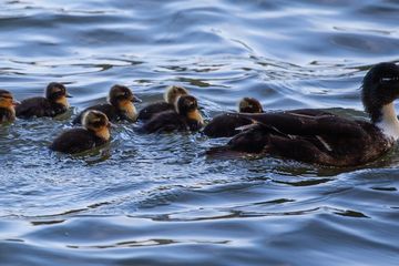 Ada alasan sains di balik anak-anak bebek yang berenang berbaris di belakang induknya,