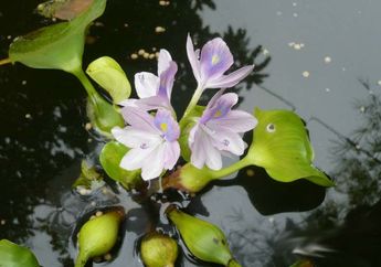 Kunci Jawaban SMP Materi Pesona Di Balik Eceng Gondok, Belajar dari Rumah TVRI 15 Mei 2020