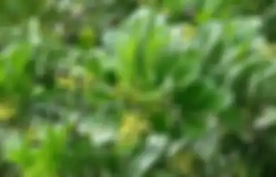Ini Segudang Manfaat Daun Pacar Cina untuk Kesehatan dan Kandungan di Dalamnya, Salah Satunya Sama dengan Senyawa yang Kita Temui dalam Teh Hijau
