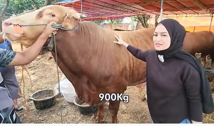 Nathalie Holscher beli sapi kurban