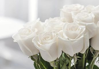 Arti Mimpi Dihadiahi Mawar Putih Oleh Orang yang Tidak Dikenal, Isyaratkan Rasa Kasih Sayang?