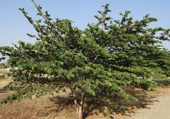 Cek di Sekitar Rumahmu! Ternyata Buah Pohon yang Banyak Ditemui dan Diabaikan di Indonesia Ini Harganya Fantastis Karena Punya Segudang Manfaat