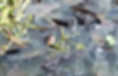 Tawarkan Metode Baru untuk Sembuhkan Corona, RSUD Klaten Berhasil Sembuhkan 15 Pasien Covid-19 Usai Mengajaknya Pergi Mancing Ikan Lele: Ini terapi Supaya Nggak Stres