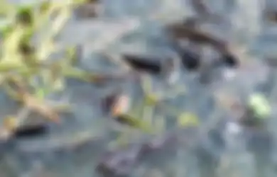Terapi Ikan Lele Jadi Salah Satu Kuncinya, Rumah Sakit di Klaten Ini Sukses Sembuhkan 15 Pasien Covid-19