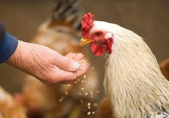 Yuk, Penuhi Kebutuhan Protein Hewani dari Ayam!