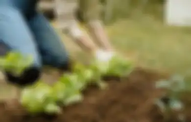 Dijamin Bermanfaat, Berikut 7 Rekomendasi Hadiah untuk Orang yang Hobi Berkebun