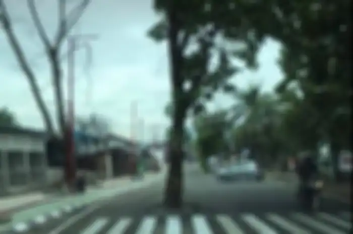 Pohon tumbh di tengah jalan