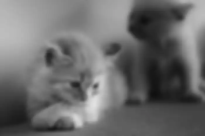 Ilustrasi Kucing