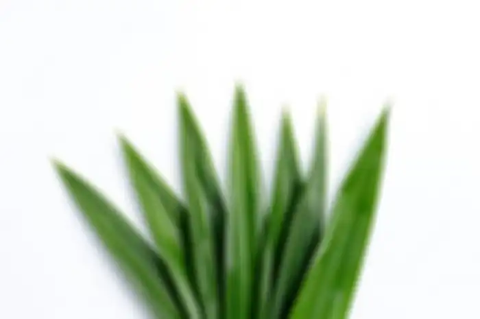 Daun Pandan
