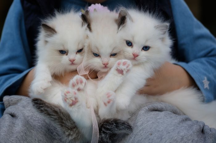 Arti mimpi tentang anak kucing.