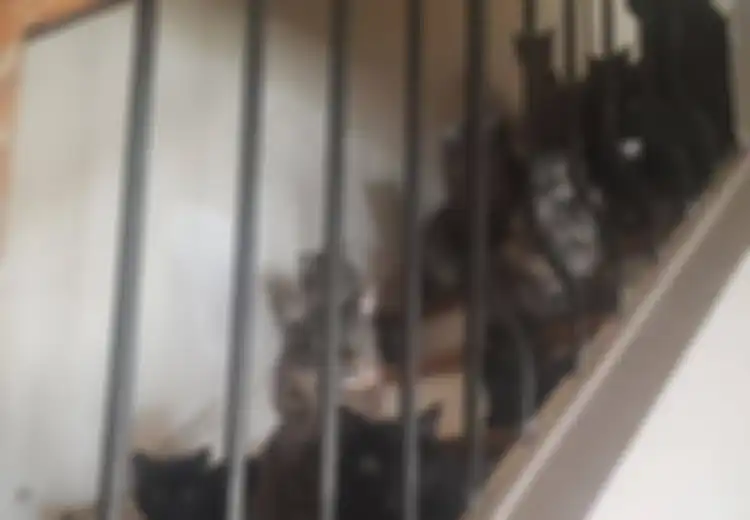 'Gila' Kucing, Wanita Ini Nekat 'Menimbun' Lebih dari 300 Kucing di Apartemennya yang Sempit