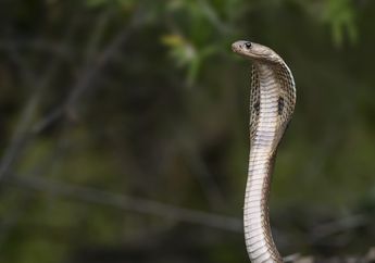 Arti Mimpi Ular Kobra Pertanda Baik, Berkaitan dengan Kesuksesan sampai Perhatian, Berbahagialah