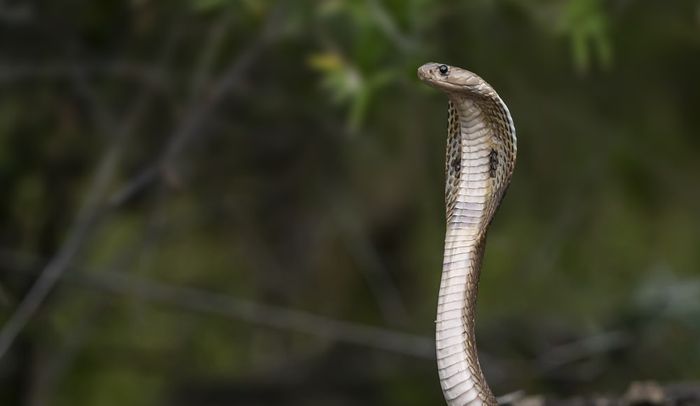 Ilustrasi ular kobra