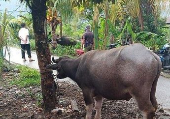 Suasana Auto Tegang!&nbsp;Akan Disembelih Jadi Hewan Kurban Idul Adha 2022, Kerbau Ngamuk hingga Melarikan Diri Sejauh 7 Kilometer,&nbsp;Terpaksa Dihujam Timah Panas
