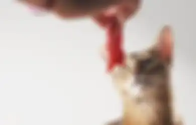 Viral, Kasus Orang Mutilasi Kucing dan Makan Dagingnya, Ini Sanksi Pidananya...