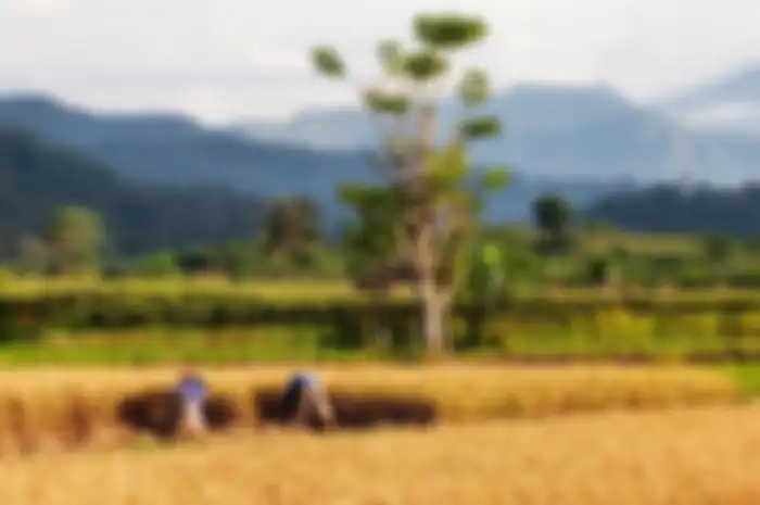 Ilustrasi petani.