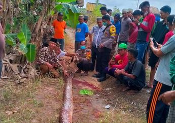 Buang Air Besar Berujung Maut, Seorang Ibu Meregang Nyawa Setelah Dililit Ular Piton Sepanjang 6 Meter, Kesaksian Warga: Ularnya Sebesar Tiang Listrik!