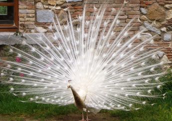 7 Arti Mimpi Merak Putih, Bersenanglah Ada Kejutan dan Berita Baik yang Akan Menghampiri Anda!