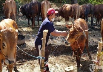 Arti Mimpi Berkurban Pertanda Baik, Berkaitan dengan Keikhlasan sampai Pengorbanan, Simak Penjelasannya 