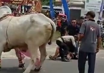 Jadi Korban Sapi Ngamuk hingga Terpelanting dari Punggung sang Hewan, Anak Bupati Sleman Alami Luka pada Bagian Tangan, Begini Kondisinya