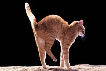 Selalu Mendarat dengan Kakinya, Apa yang Membuat Kucing Begitu Lincah?